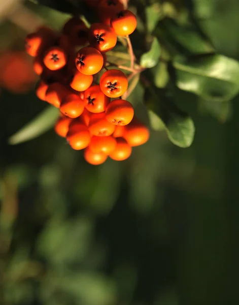 Zralé Rowanberry Podzimním Pozadí — Stock fotografie