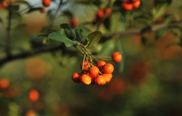 Zralé Rowanberry Podzimním Pozadí — Stock fotografie