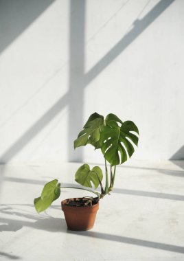 Gölgeli pamuk kumaş üzerinde canavar yaprağı.