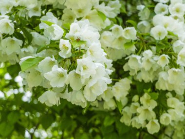 Elma ağacının dalları üzerinde beyaz çiçekler