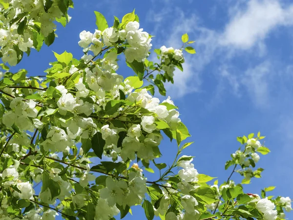 Elma ağacının dalları üzerinde beyaz çiçekler