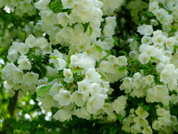 Flores blancas en las ramas del manzano — Foto de Stock