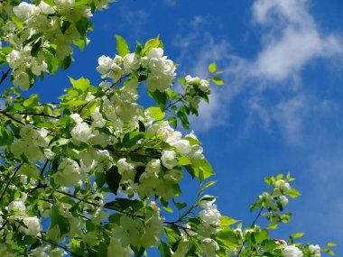 Elma ağacının dalları üzerinde beyaz çiçekler