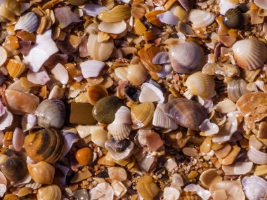 kabukları shore doku üzerinde bir sürü