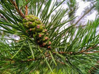 Yeşil çam kozalağı yaz aylarında bir ağaç dalı