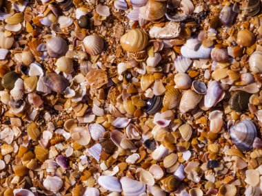 kabukları shore doku üzerinde bir sürü