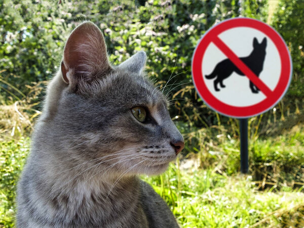 Gray cat on the background of sign no dogs and green grass.