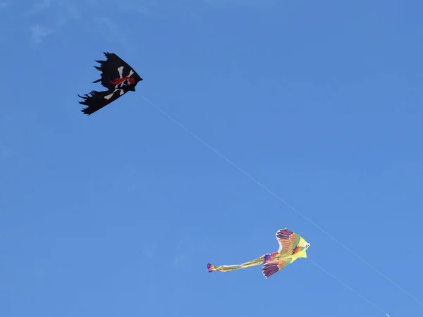 Bandera pirata cometa y pájaro en el cielo azul —  Fotos de Stock