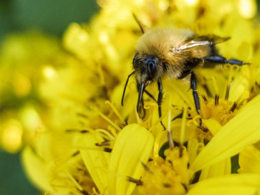 sarı çiçek toplar nektar makro üzerinde oturmuş, bir arı