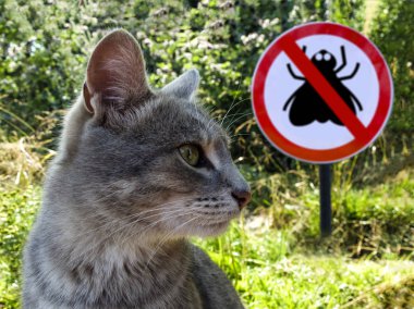 Gri kedi arka plan üzerine işaret yok sinekler ve yeşil çimen.