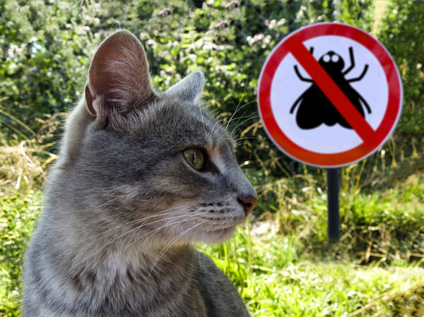 Gray cat on the background of sign no flies and green grass.
