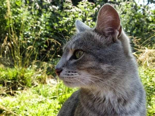 Graue Katze sitzt auf grünem Gras — Stockfoto