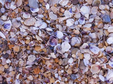 Sahilde deniz kabuklarını küçük parçalar