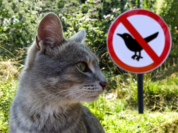 Gray cat on the background of sign no birds and green grass.