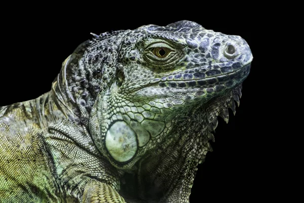 Big iguana head on black background — Stock Photo, Image