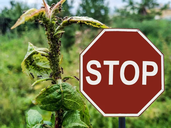 Znak Stop mrówki hodują mszyce na jabłoni — Zdjęcie stockowe