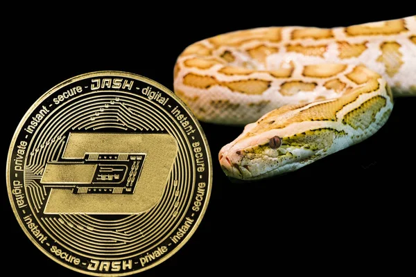 Altın Python ve cryptocurrency Dash sikke. — Stok fotoğraf