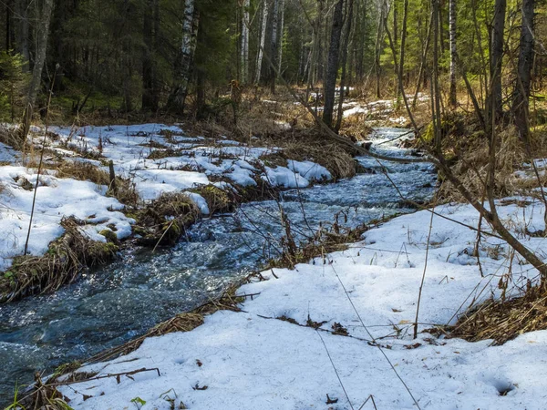 the stream of snow melt in the forest.