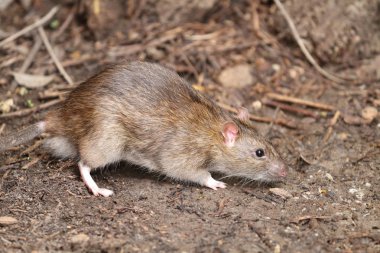 Yaz benim bahçe çok güzel fare.