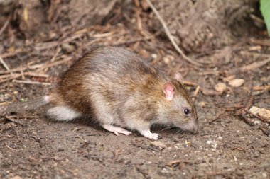 Yaz benim bahçe çok güzel fare.