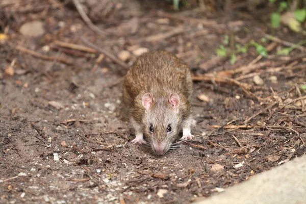 Yaz benim bahçe çok güzel fare.