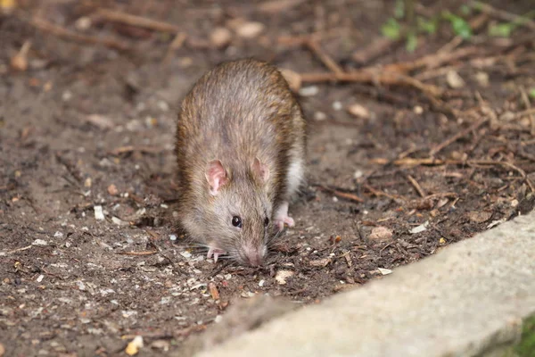 Yaz benim bahçe çok güzel fare.