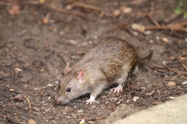 Yaz benim bahçe çok güzel fare.