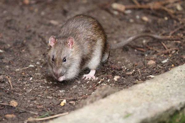 Very Nice Rat Garden Summer — Stock Photo, Image