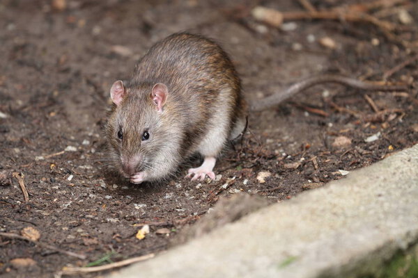 Очень хорошая крыса в моем саду летом
.