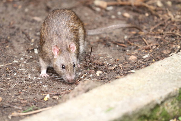 Very nice rat in my garden in summer.