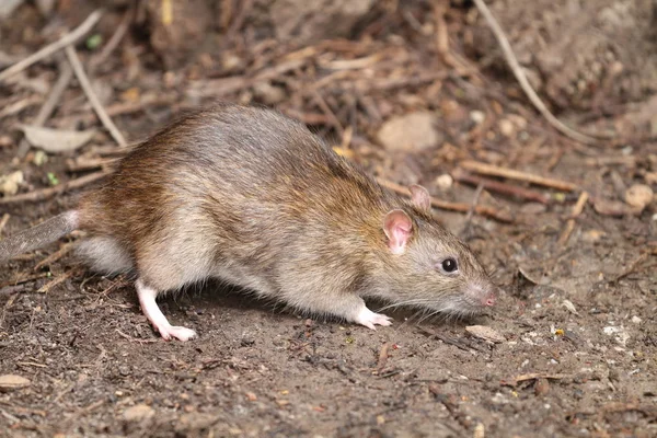 Yaz benim bahçe çok güzel fare.