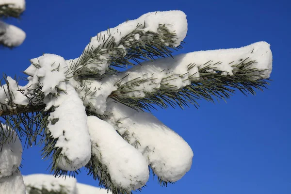 Kışın güneş güzel karlı çam dalları