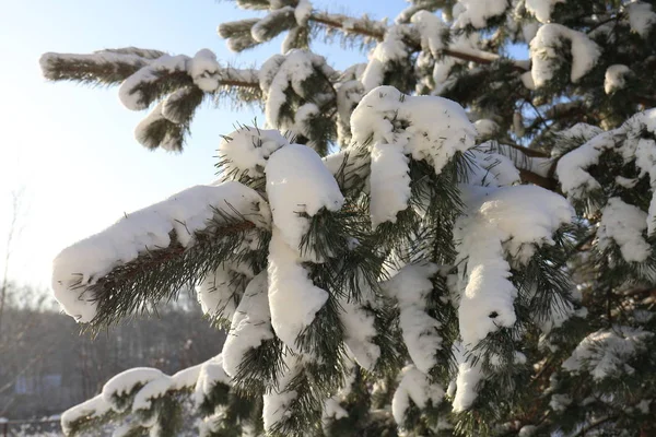 Kışın güneş güzel karlı çam dalları
