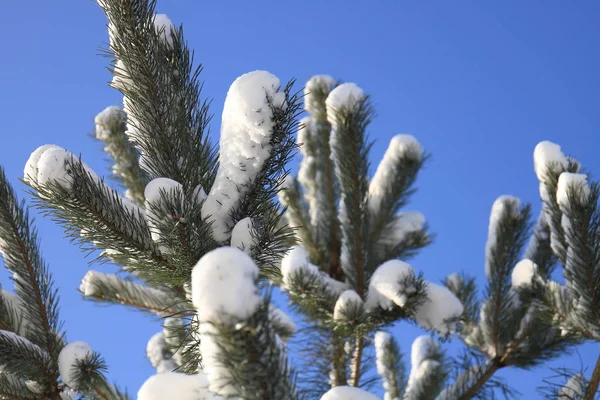Kışın güneş güzel karlı çam dalları