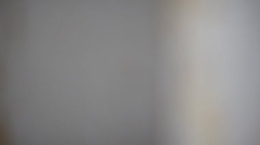 bahçede çiçek kaktüs saksı 