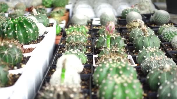 Maceta Cactus Flores Jardín — Vídeo de stock