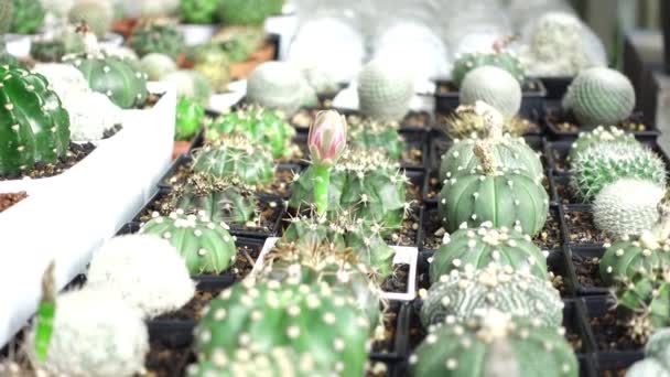 Maceta Cactus Flores Jardín — Vídeos de Stock