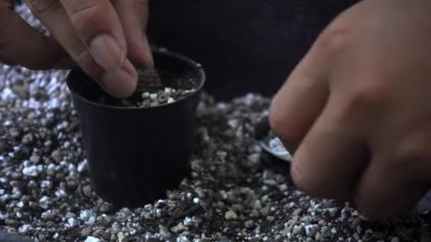 庭の黒い鍋にサボテンを植える — ストック動画