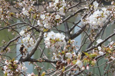 baharda açan güzel çiçekler