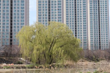 büyük ağaçlar ile bir manzara