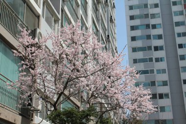 baharda açan güzel çiçekler