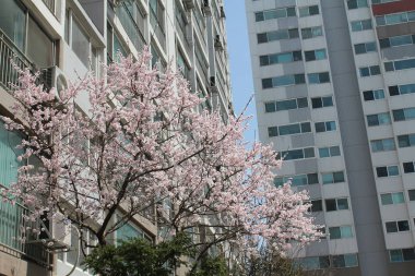 baharda açan güzel çiçekler