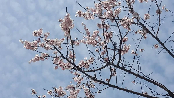 Flores Bonitas Florescendo Primavera — Fotografia de Stock