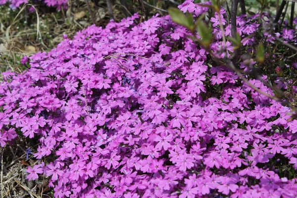 Schöne Blumen Blühen Frühling — Stockfoto