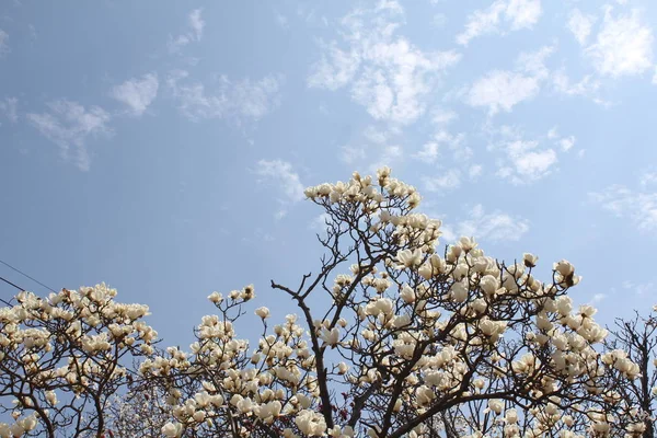 Vackra Blommor Blommar Våren — Stockfoto