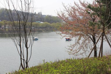 baharda görmek için güzel çiçekler