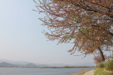  baharda görmek için güzel çiçekler