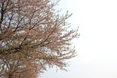  baharda görmek için güzel çiçekler