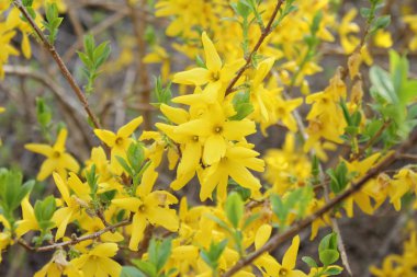  baharda görmek için güzel çiçekler