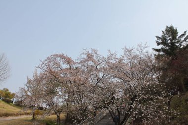  baharda görmek için güzel çiçekler